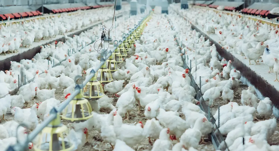 Eleksan Kümes Sistemleri